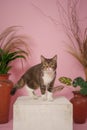 Very cute stylish cat with a pink background in the photo studio.