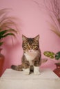 Very cute stylish cat with a pink background in the photo studio.