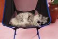 Very cute stylish cat with a pink background in the photo studio