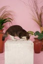 Very cute stylish cat with a pink background in the photo studio