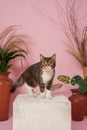 Very cute stylish cat with a pink background in the photo studio