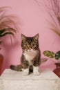 Very cute stylish cat with a pink background in the photo studio