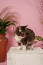 Very cute stylish cat with a pink background in the photo studio