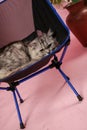 Very cute stylish cat with a pink background in the photo studio