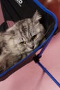 Very cute stylish cat with a pink background in the photo studio