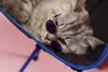 Very cute stylish cat with a pink background in the photo studio