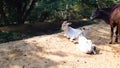 Very Cute Two White Calf Of Indian Cow Is Sit And Near Water Runnel.