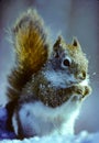 A Very Cute And Very Cold Little Red Squirrel
