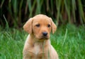 Fox red Labrador puppy, looking at the camera