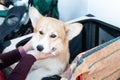 Very cute welsh corgi plays with the owner, looks at her faithfully