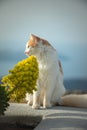 Very cute white and ginger cat sitting on a wall outdoors Royalty Free Stock Photo