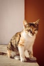 Very cute white and ginger kitten sitting on a wall outdoors Royalty Free Stock Photo