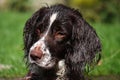 A very cute working type english springer spaniel gundog