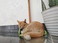 Yellow Cat Sleeping in The Dustpan