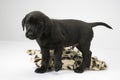 Black lab puppy on white seamless