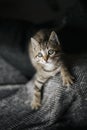 Very cute young cat kitten playing on a blanket or sofa looking up Royalty Free Stock Photo