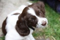 Very cute young liver and white working type english springer sp Royalty Free Stock Photo