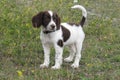 Very cute young liver and white working type english springer sp Royalty Free Stock Photo