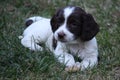 Very cute young liver and white working type english springer spaniel pet gundog puppy Royalty Free Stock Photo