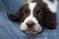 A very cute young liver and white working type english springer spaniel pet gundog puppy