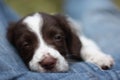 A very cute young liver and white working type english springer spaniel pet gundog puppy Royalty Free Stock Photo