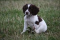 A very cute young liver and white working type english springer spaniel pet gundog puppy Royalty Free Stock Photo