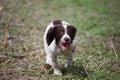 A very cute young liver and white working type english springer spaniel pet gundog puppy running Royalty Free Stock Photo