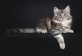 Very cute young male Maine Coon cat kitten on black background