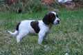 A very cute young small liver and white working type english springer spaniel pet gundog puppy