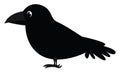 Black crow , vector or color illustration Royalty Free Stock Photo