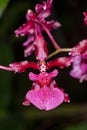 very dark dancing lady orchid