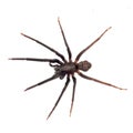 Very dark and hairy spider isolated on white. Segestria florentina. Cellar spider.