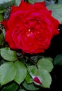 A very dark red  colour  rose and a bud with green leaves Royalty Free Stock Photo