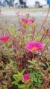 very dazzling red purslane flower Royalty Free Stock Photo
