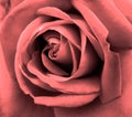 Very delicate rose color powder