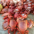 Very Delicious Deep Sea Crabs