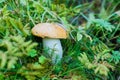 A very delicious and salubrious mushroom Porcini in forest. Royalty Free Stock Photo