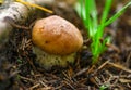 A very delicious and salubrious mushroom Porcini.