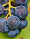 Very delicous and tasty bunch of blue and sweet grapes as a macro