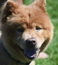 Very Delightful Brown Chow Puppy from China