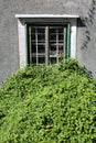 Very dense bunch of green crawler plants in front of old wooden frame window with cracked dilapidated frame mounted on abandoned Royalty Free Stock Photo