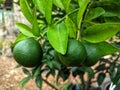 very dense citrus fruits in an orchard