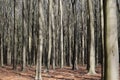 Very dense forest of beech trees / dicht bos van beuken Royalty Free Stock Photo