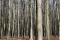 Very dense forest of beech trees / dicht bos van beuken Royalty Free Stock Photo