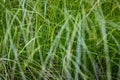 Very dense green lush grass, detail Royalty Free Stock Photo