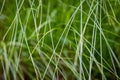 Very dense green lush grass, detail