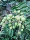 very dense and large longan fruit