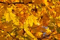 Dense yellow fall foliage Royalty Free Stock Photo