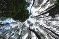 A very dense and tall Pine Tree Forest near Lake Toba