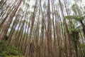 A very dense and tall Pine Tree Forest near Lake Toba